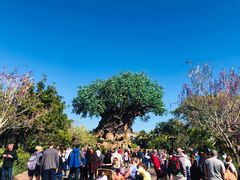 -奥兰多迪士尼动物王国乐园