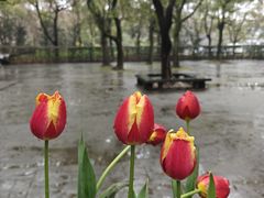 -上海共青森林公园