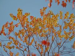 -田园东方蜜桃村的田野营地