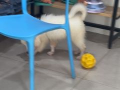 -佳雯宠物医院·皮肤科·内外科(春晓路分院)