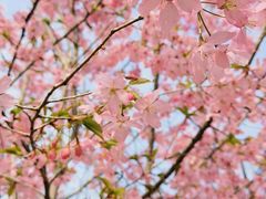 -绵阳盛世樱花悠乐谷