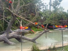 -新加坡飞禽公园