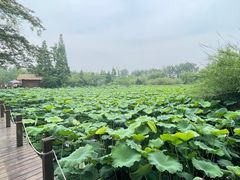 -溱湖国家湿地公园