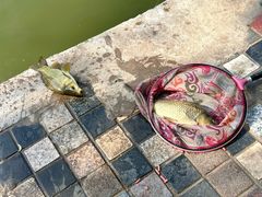 -酷鱼垂钓CLUB(朝阳区博大路店 )