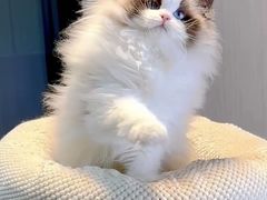 -青奢宠物·青奢猫舍