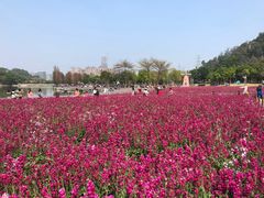 -顺峰山公园