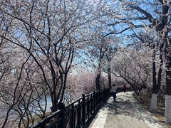 -桃花堤公园