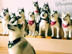 -Husky Go! 哈士奇体验馆·宠物咖啡厅狗咖