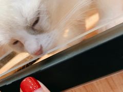 -袖虎·猫馆(体育西路店)