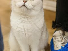 -Let's go狗咖·猫咖·奶狗·桌游(春熙路IFS店)