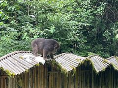 -西岭雪山大飞水景区