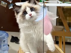 -小猫来了·猫舍(红山六九七九店)