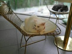 -有猫主题·治愈系猫咖(曾厝垵店)