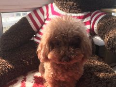 -菲丽丝宠物医院·24小时·猫科中心·免疫点(淮海分院)