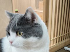 -MOCHA明星猫咖(田子坊店)