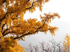 -妙峰山风景名胜区