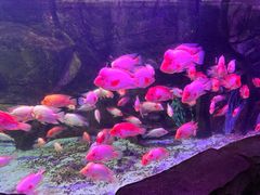 -泉城欧乐堡海洋极地世界