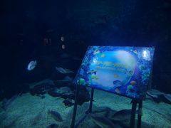 -烟台海昌鲸鲨海洋公园