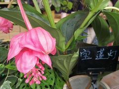 -重庆市江北嘴中央商务区中央公园