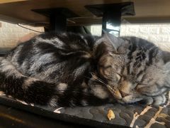 -平行世界·猫咖(首经贸店)