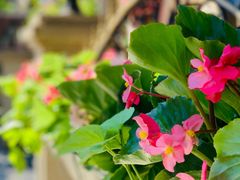 -子霖南山鲜虾面(南山总店)