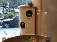 -Pets First伊珊娜洗护·精致美容·家庭式寄养(新会路店)
