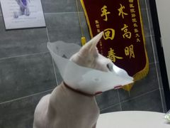 -美联众合宠物医院·爱萌分院·内外科·猫科中心