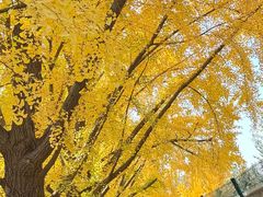 -三里屯东五街银杏大道