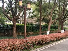 -东湖落雁景区