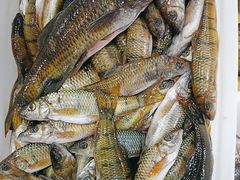 -畲乡一品鱼府土菜馆