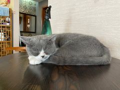 -蓝鲸·缅因猫舍