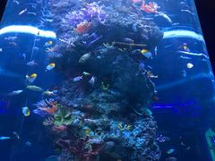 -芜湖新华联大白鲸海洋公园