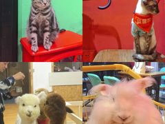 -猫色咖啡·猫咖