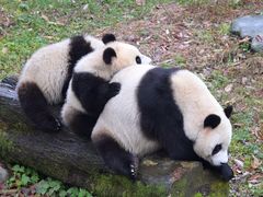 -中国大熊猫保护研究中心雅安碧峰峡基地