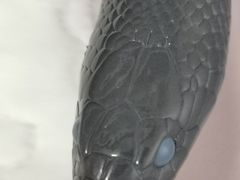 -守诺宠物医院·眼科· 特色牙科·异宠专科(虹口店)