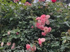 -人民公园(罗湖区)