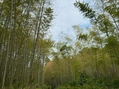 -潜山国家森林公园