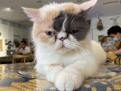 -平行世界·猫咖(首经贸店)