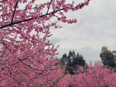-秀丽东方