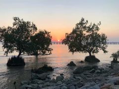 -宝安西湾红树林湿地公园