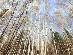 -汤旺河林海奇石景区