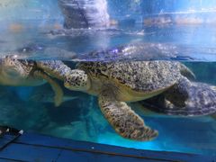 -烟台海昌鲸鲨海洋公园