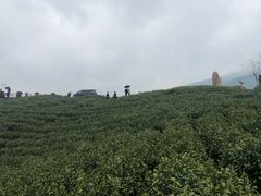 -帐篷客·溪龙茶谷度假酒店