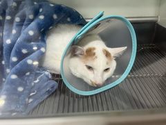 -四月宠物医院·猫专科·心脏专科·内科(转塘店)