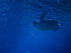 -瑞普利水族馆