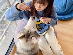 -Husky Go! 哈士奇体验馆·宠物咖啡厅狗咖