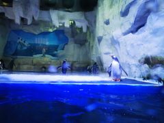 -华夏文旅海洋公园