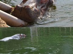 -杭州野生动物世界