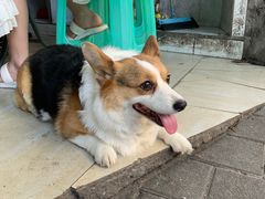 -好吃狗凉糕总店