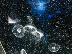 -青岛海底世界-水族馆